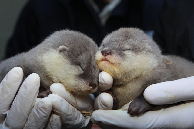 당연히 모든 수달(짱덕사주의ㅠㅠ) | 인스티즈