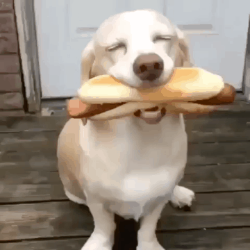 개고문.gif | 인스티즈