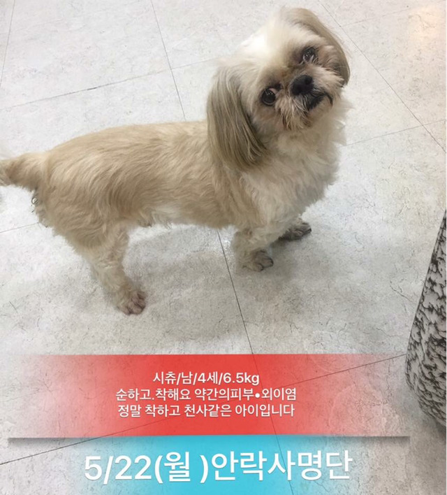 이틀 뒤인 22일 안락사 명단이야.. 너무 이쁜아가들 밖에 없어.. 한번만 도와주라.. | 인스티즈