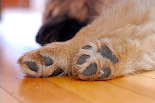 강아지 주인들이 은근히 좋아하는 냄새 | 인스티즈