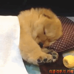 강아지.gif (심장주의) | 인스티즈