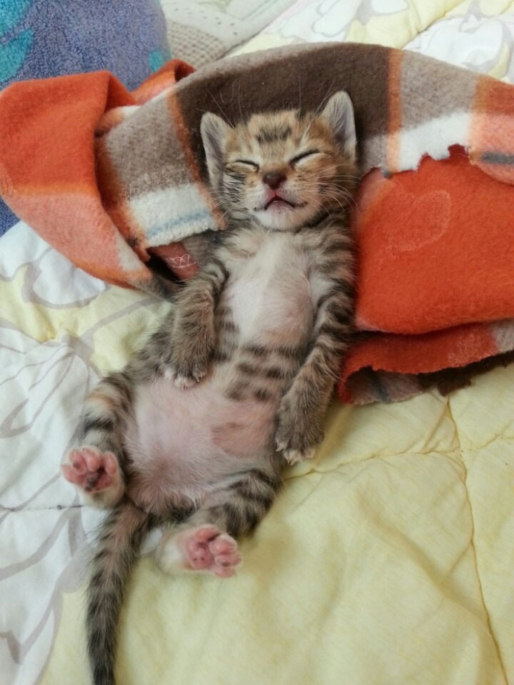 사랑스런 냥이들 | 인스티즈