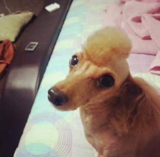 강아지 미용시키고 왔더니 누나가 운다 | 인스티즈