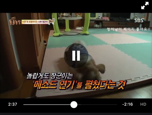 관심받기위해 꾀병부리는 멈무이 8ㅅ8 넘나 귀여운것..! | 인스티즈