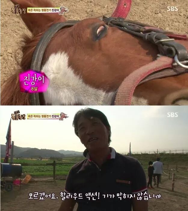 죽은척 하는 말 | 인스티즈