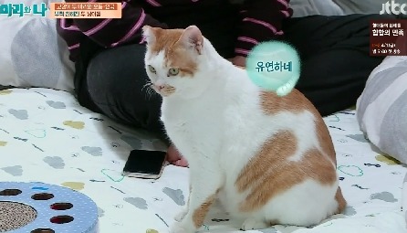 [마리와나] 뚱보냥 호동이 다이어트 시키기 (feat.먼지) | 인스티즈