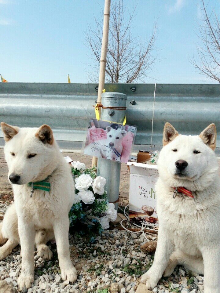 창녕 매실이 이야기를 아시나요?개소주가 되어서 돌아온 우리 매실이를 기억해주세요. 동물보호법강화를 위해 관심가져주세요 | 인스티즈