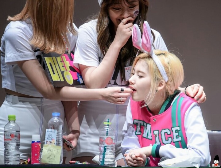 트와이스 애완 멤버.gif | 인스티즈
