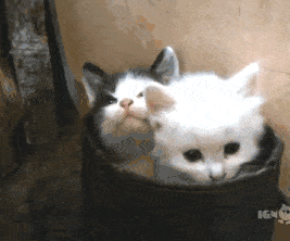 고양이 움짤모음.gif | 인스티즈