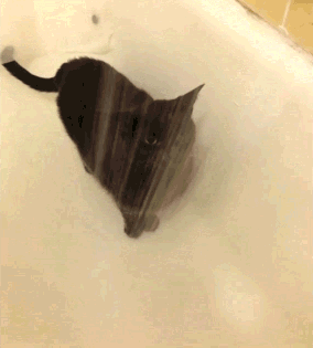 고양이 짤 | 인스티즈