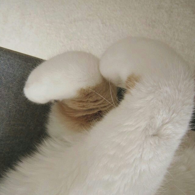 집사가 짱덕포인트를 잘알고 사진을 잘찍으면 이렇게된다.. | 인스티즈