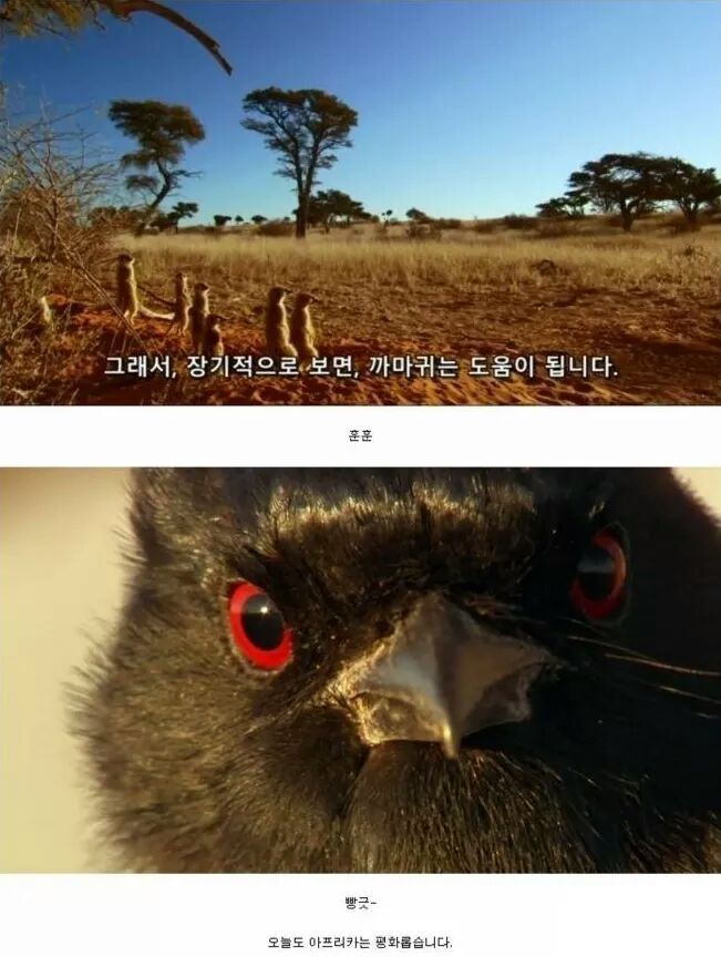 까마귀 인성수준 ㅎㅎㅎㅎㅎㅎㅎㅎ | 인스티즈