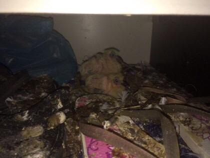 산 속에 있던 별장을 3달간 문을 열어둔채 방치했더니... (혐오주의) | 인스티즈