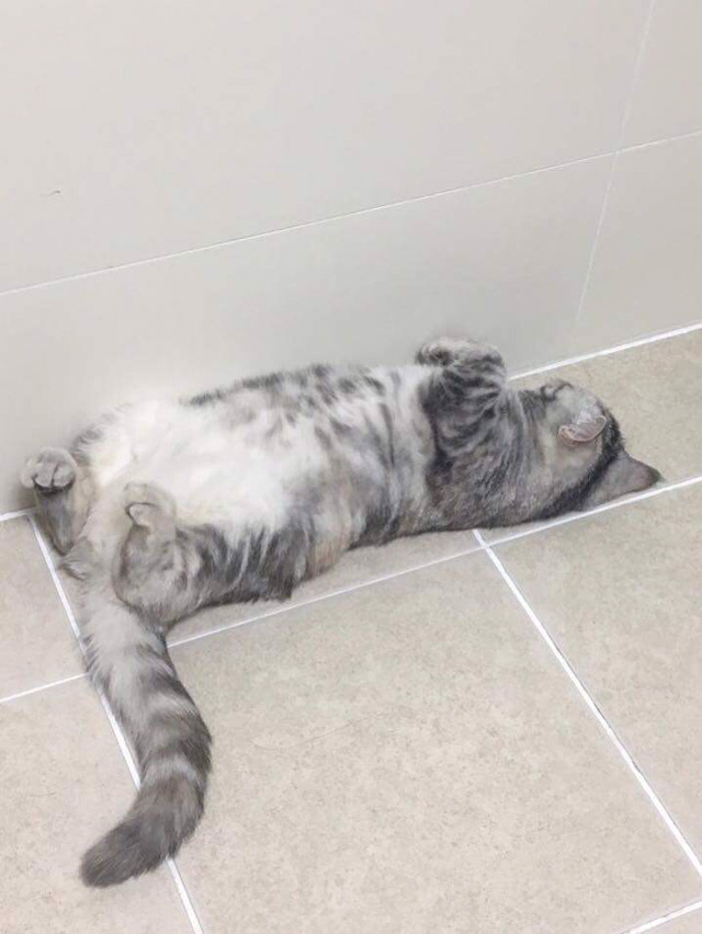 냥집사들 🐱 (사진 엄청많음 주의) | 인스티즈