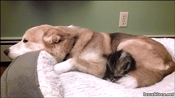 개와 고양이.gif | 인스티즈
