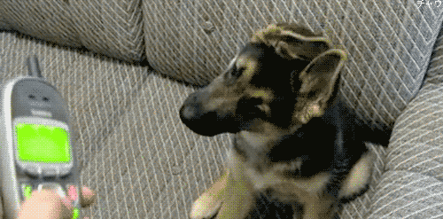 개들 호기심 만땅일때 리액션.jpgif | 인스티즈