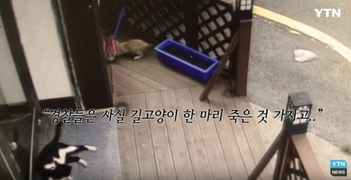 분노주의)웃는 얼굴로 새끼 고양이 내던지고 도망간 미친넘 | 인스티즈