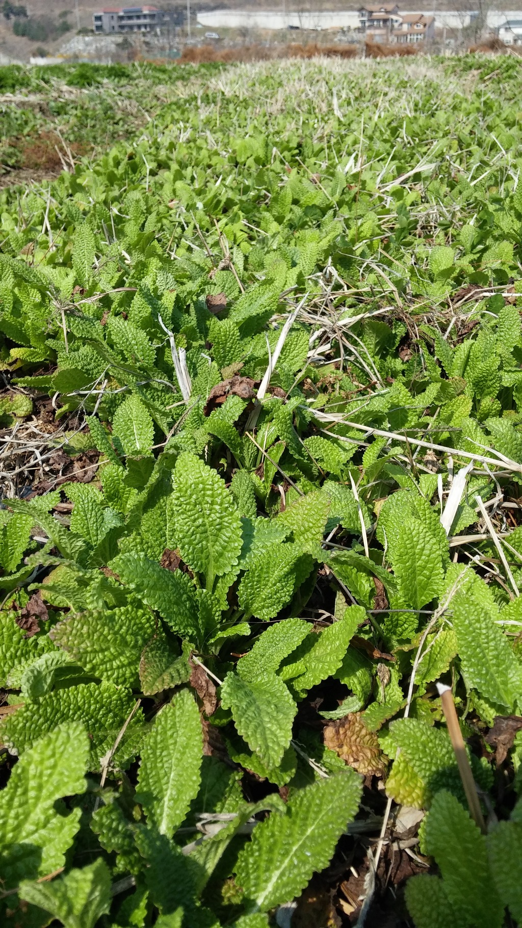 2415BE4B533A74D624AB37