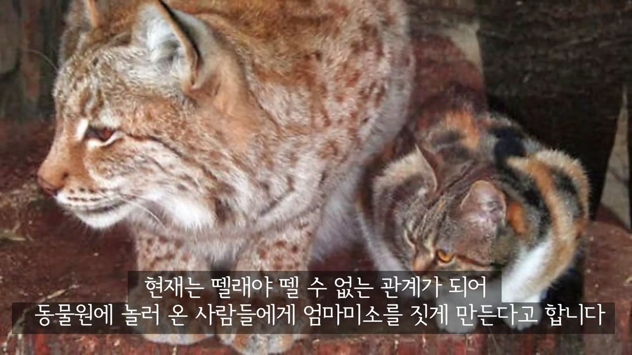 스라소니(고양이과 맹수)가 사는 동물원 우리에 빠진 길고양이.jpg | 인스티즈