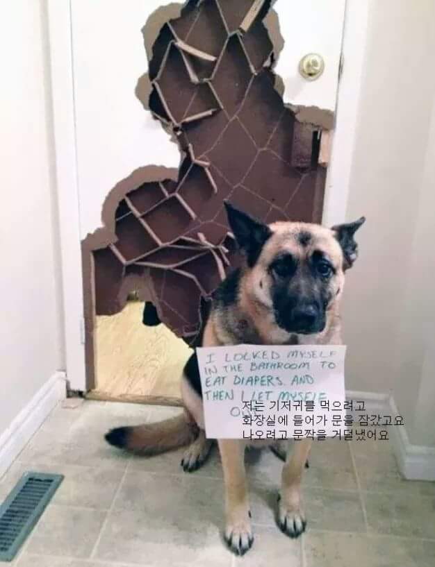 애완동물이 한 잘못들.jpg | 인스티즈