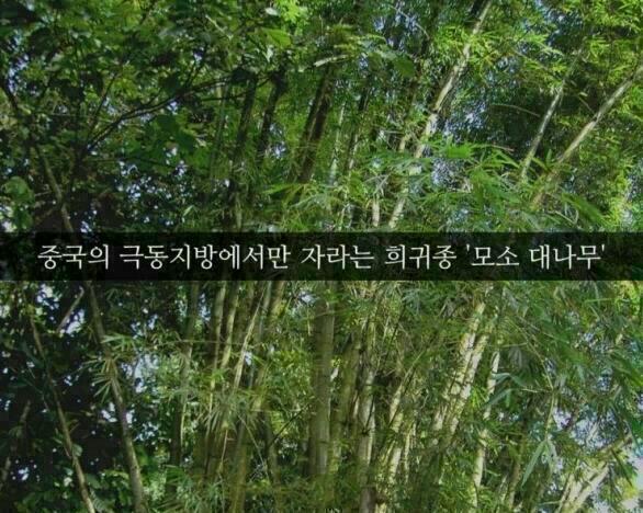 대나무 이미지
