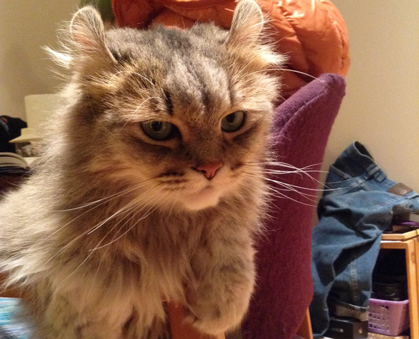 특이한 곳에 털이 자라는 까칠한 매력의 고양이 | 인스티즈