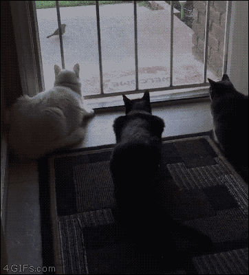 평화로운 일상 방해하기 .gif | 인스티즈