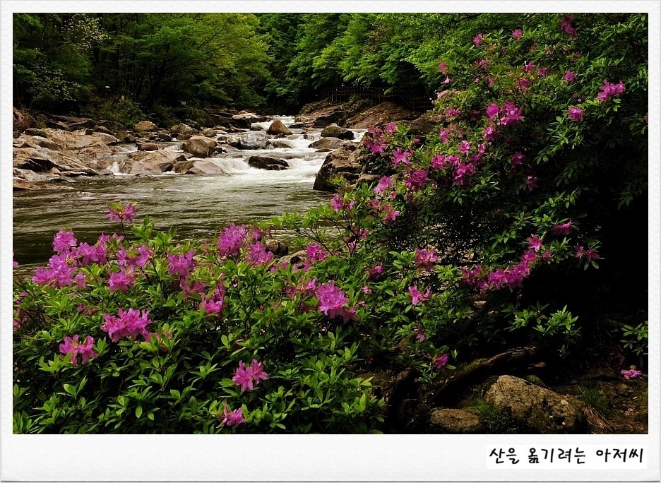 수다래 이미지