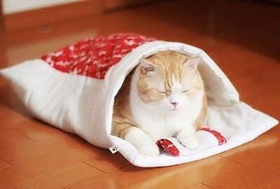 고양이 이불 이상과 현실 | 인스티즈