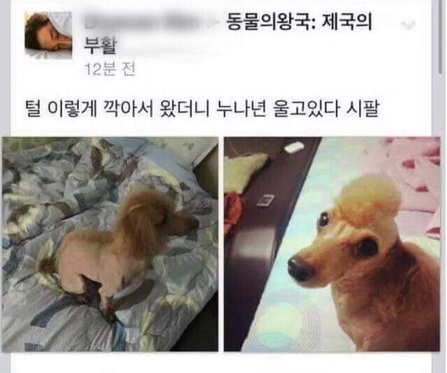강아지 미용시키고 왔더니 누나가 운다 | 인스티즈