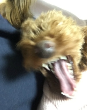 뷰토 이미지