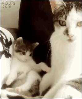 그루밍 처음 배우는 아기고양이.gif | 인스티즈