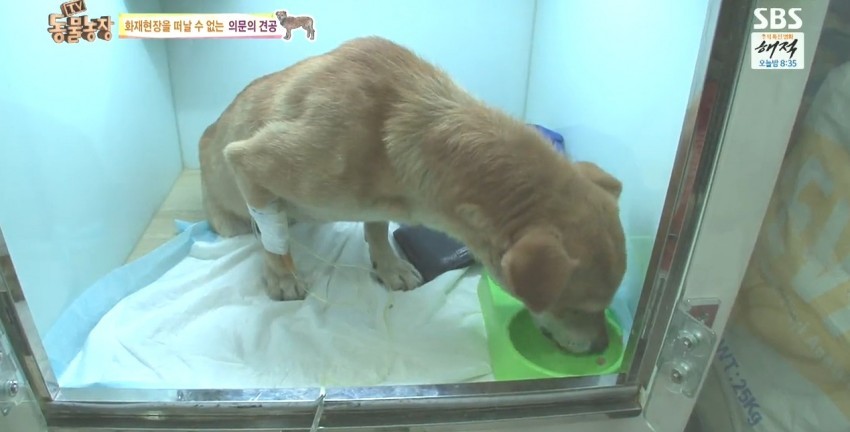 화재로 무너진 집에서 주인을 기다리는 멍멍이.jpg | 인스티즈