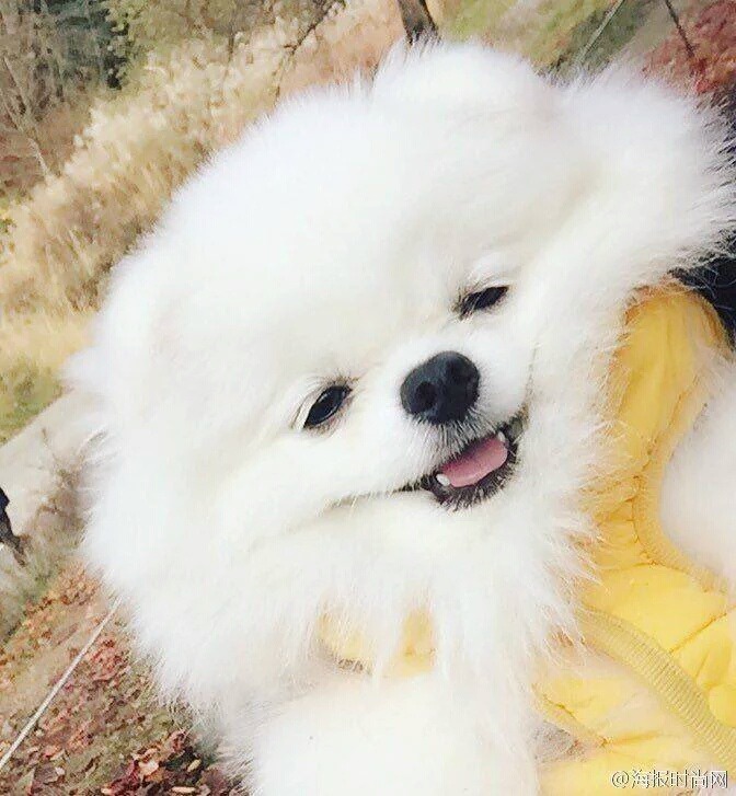 털찐 멍멍이의 미소.jpg(심장주의) | 인스티즈