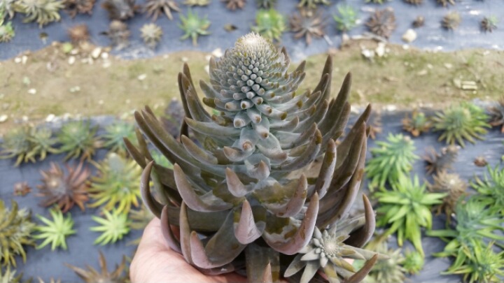 해동와송 이미지