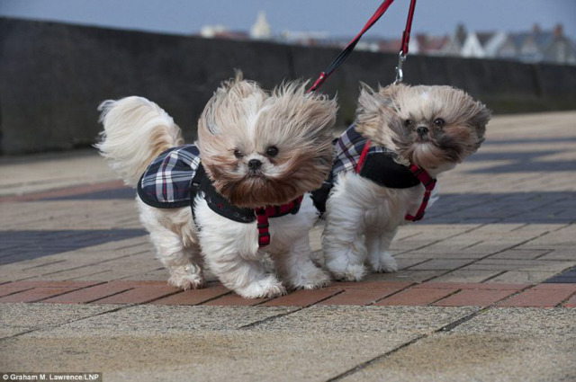 강아지들이 자동차 타면 좋아하는 행동 | 인스티즈