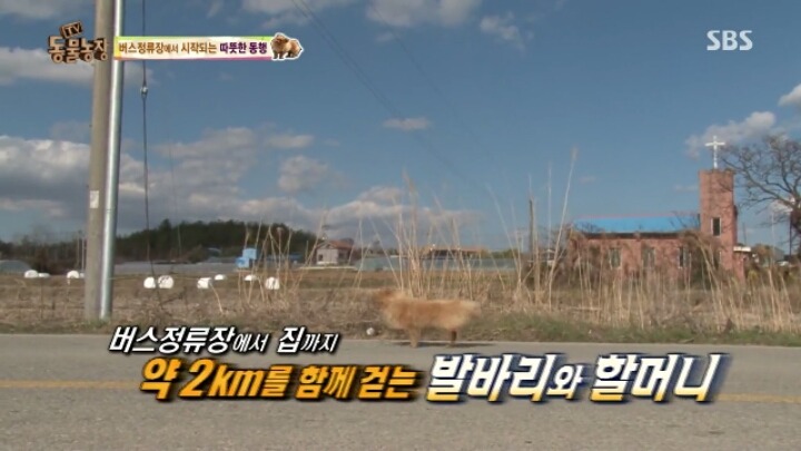 [동물농장] 할머니와 발바리의 따뜻한 우정 | 인스티즈