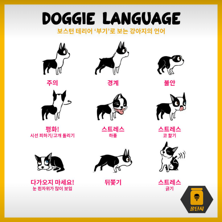 반려견 키울때 꼭 알아야 할 강아지의 언어 | 인스티즈