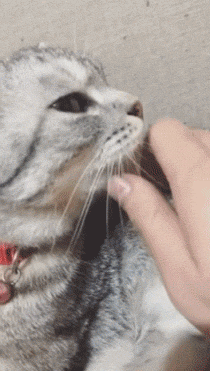 고양이 삐치게 하는 방법.gif | 인스티즈