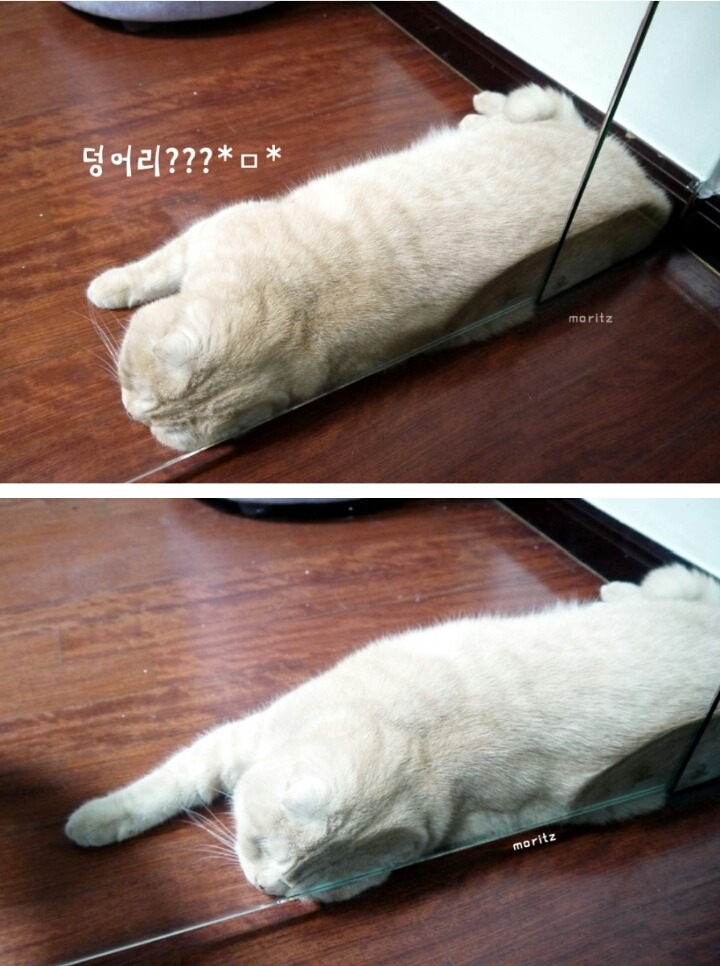 짱덕미 터지는 시아준수 고양이.jpg | 인스티즈