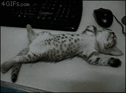 컴퓨터 못하게 방해하는 고양이.gif | 인스티즈