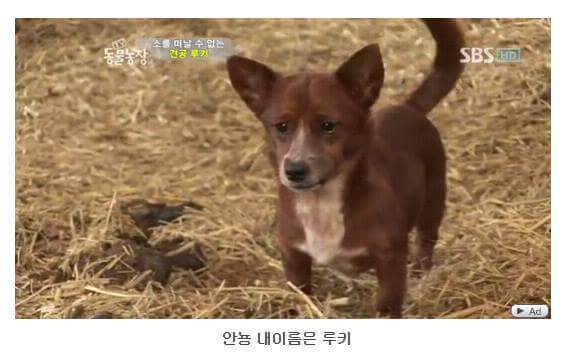 의리빼면 시체인 강아지 | 인스티즈