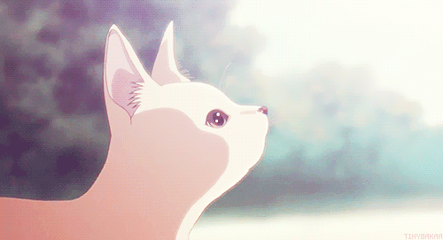2D 고양이 | 인스티즈