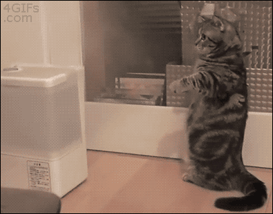 갓냥이 냥냥펀치 클라스.gif | 인스티즈