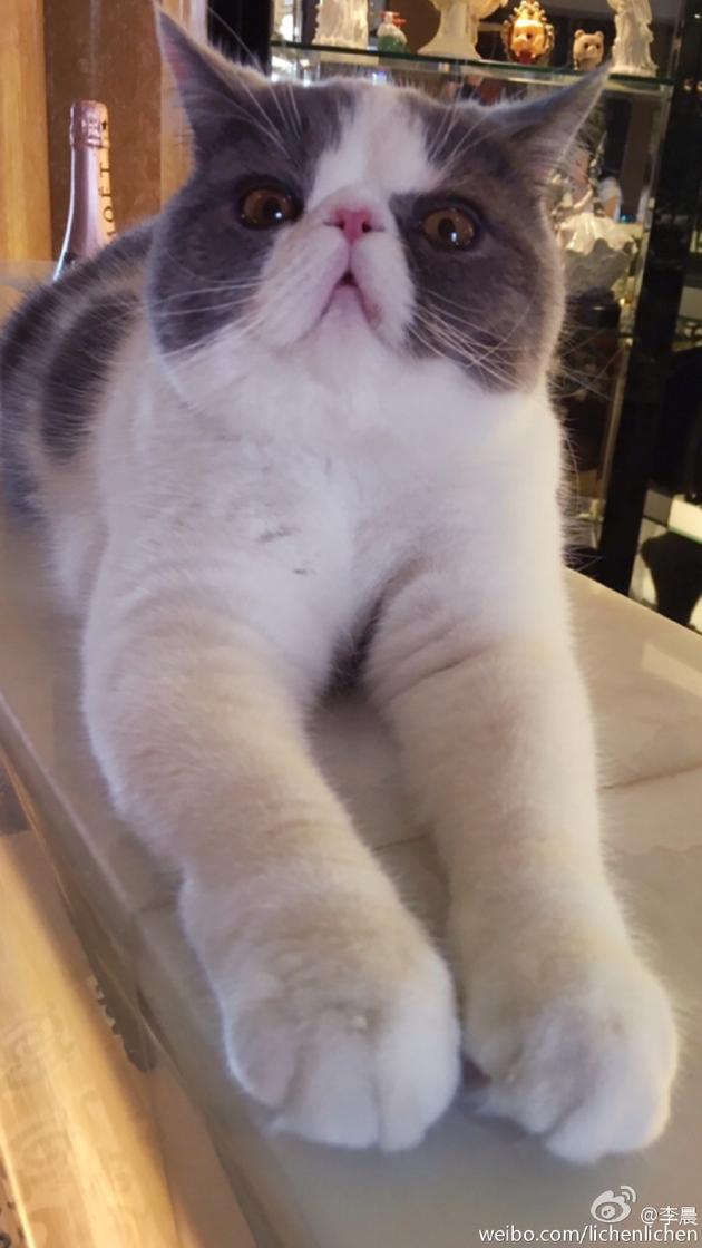 판빙빙 고양이.jpg | 인스티즈