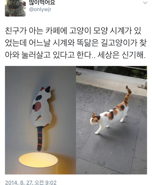 시계와 똑같이 생긴 고양이가 찾아왔다 | 인스티즈