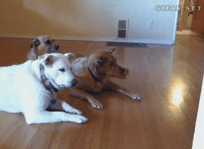 레스터님께서 입장하십니다.gif | 인스티즈