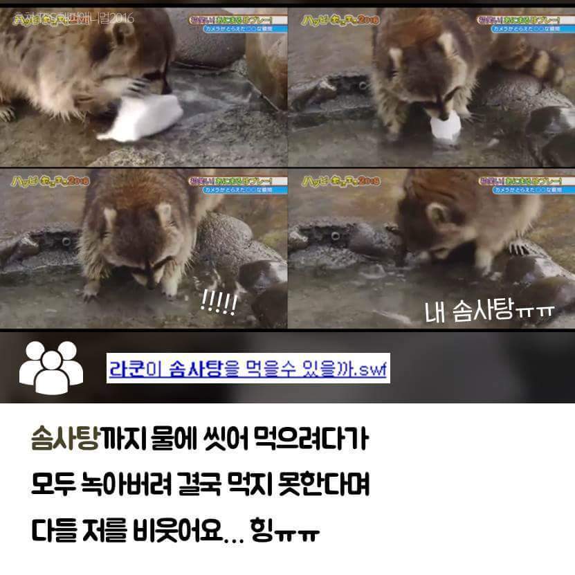 라쿤이 물속에 먹이를 넣는 이유 | 인스티즈
