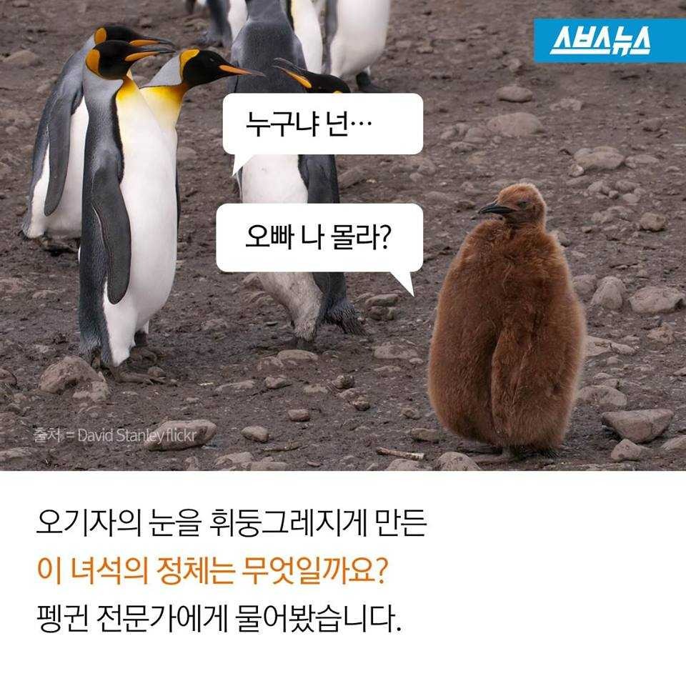 펭귄에게 벌어지는 일들 | 인스티즈