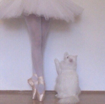 Tumblr : #cat #pink | 인스티즈